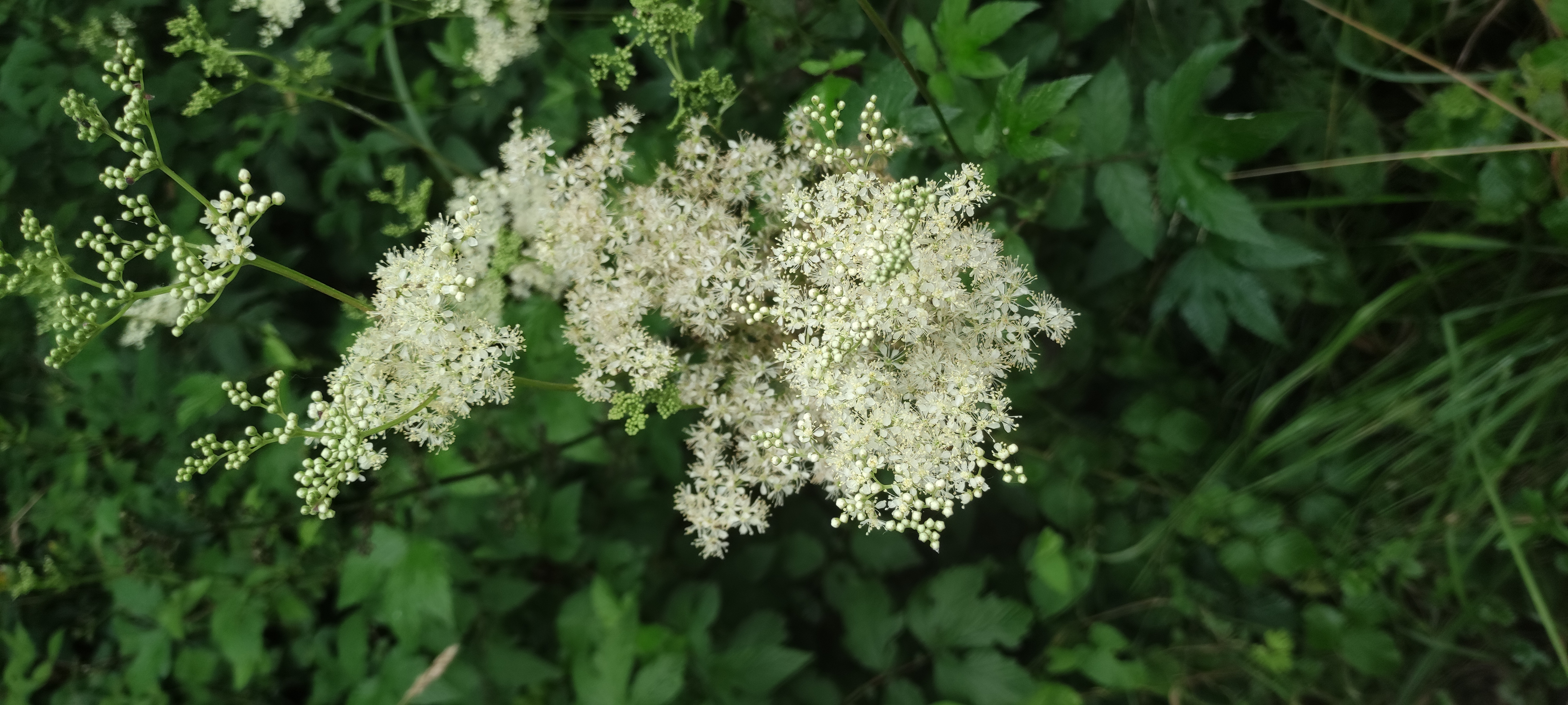 IMG_20250621_084205